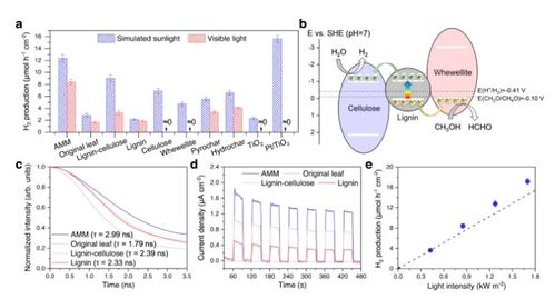 將枯葉轉(zhuǎn)化為活性多功能材料 蒸發(fā)器、光催化劑和生物塑料的創(chuàng)新應(yīng)用